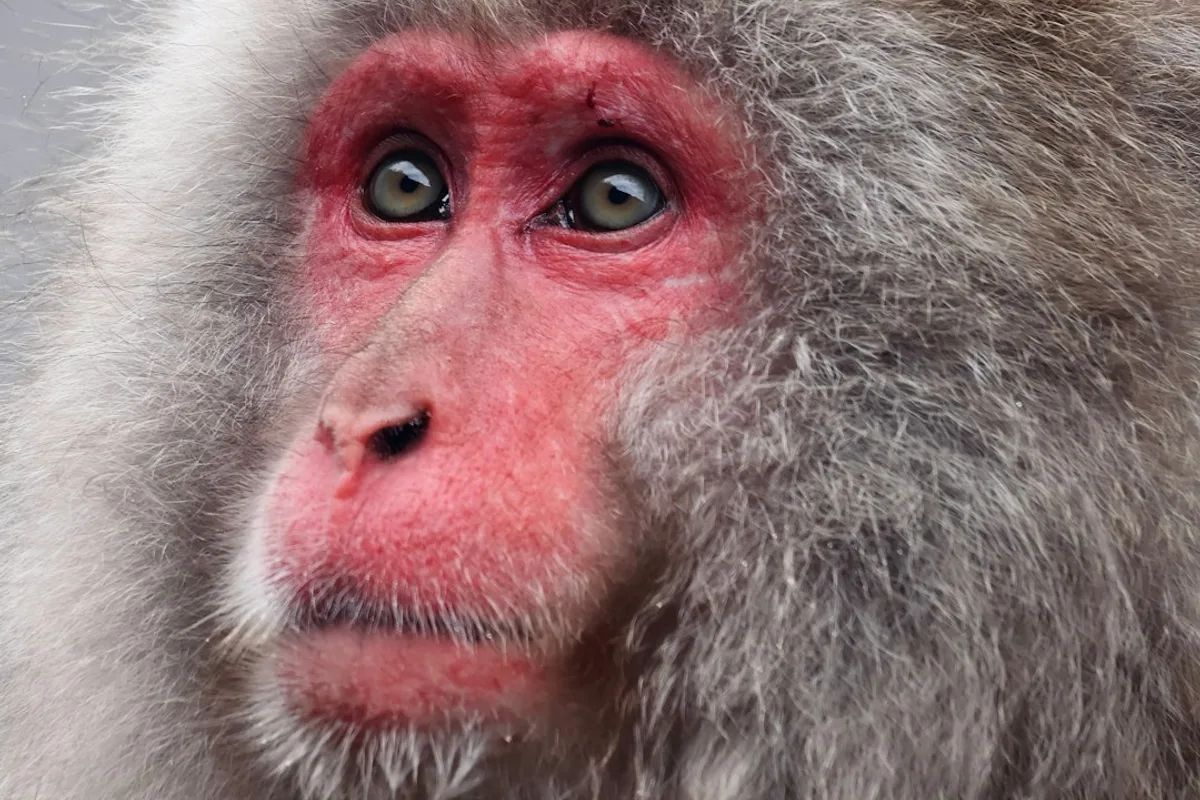 A Japanese macaque monkey