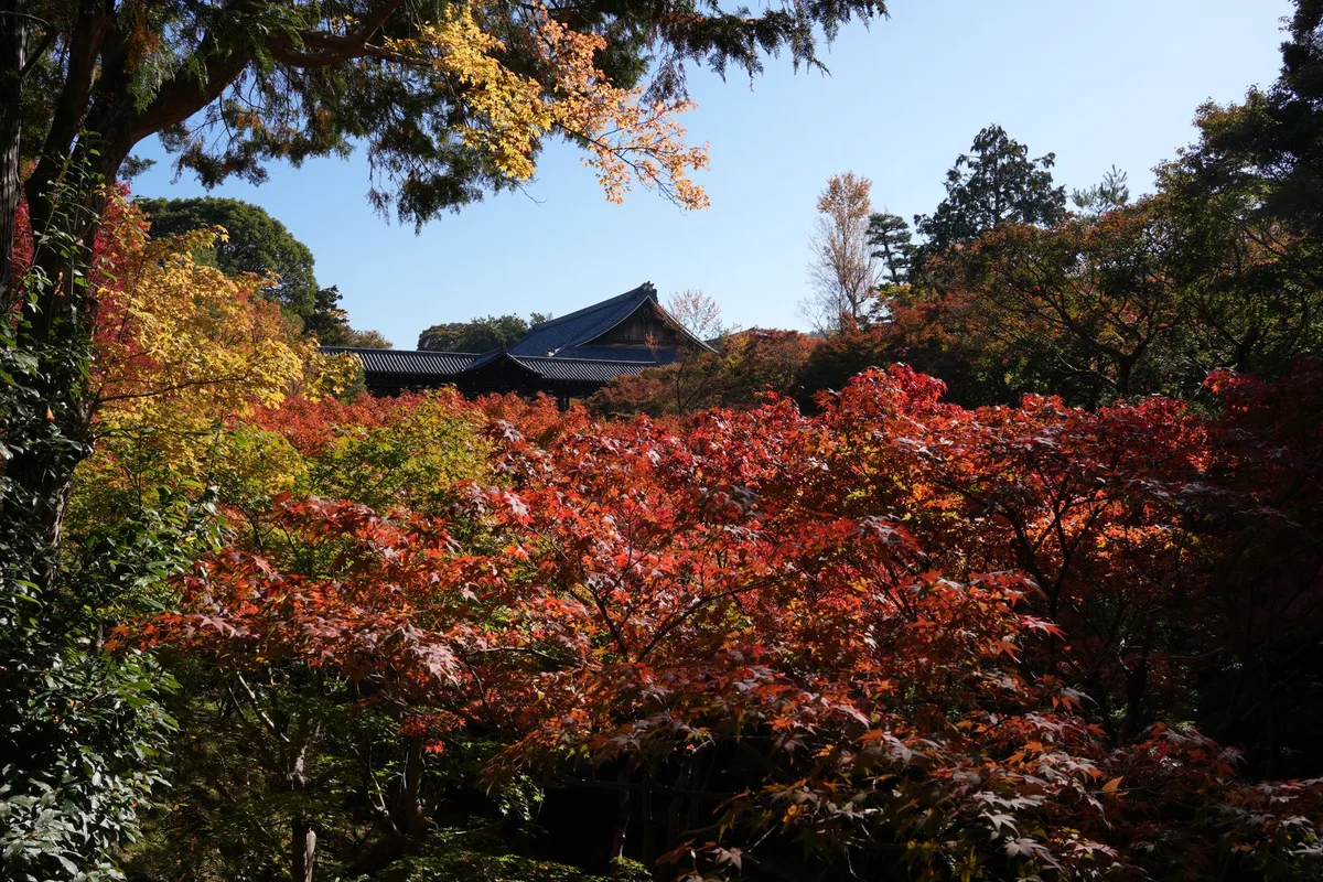Kyoto in Autumn