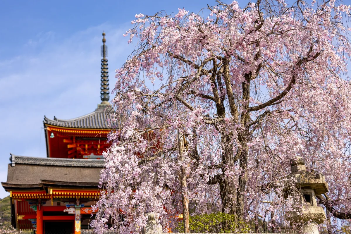 Kyoto im Frühling