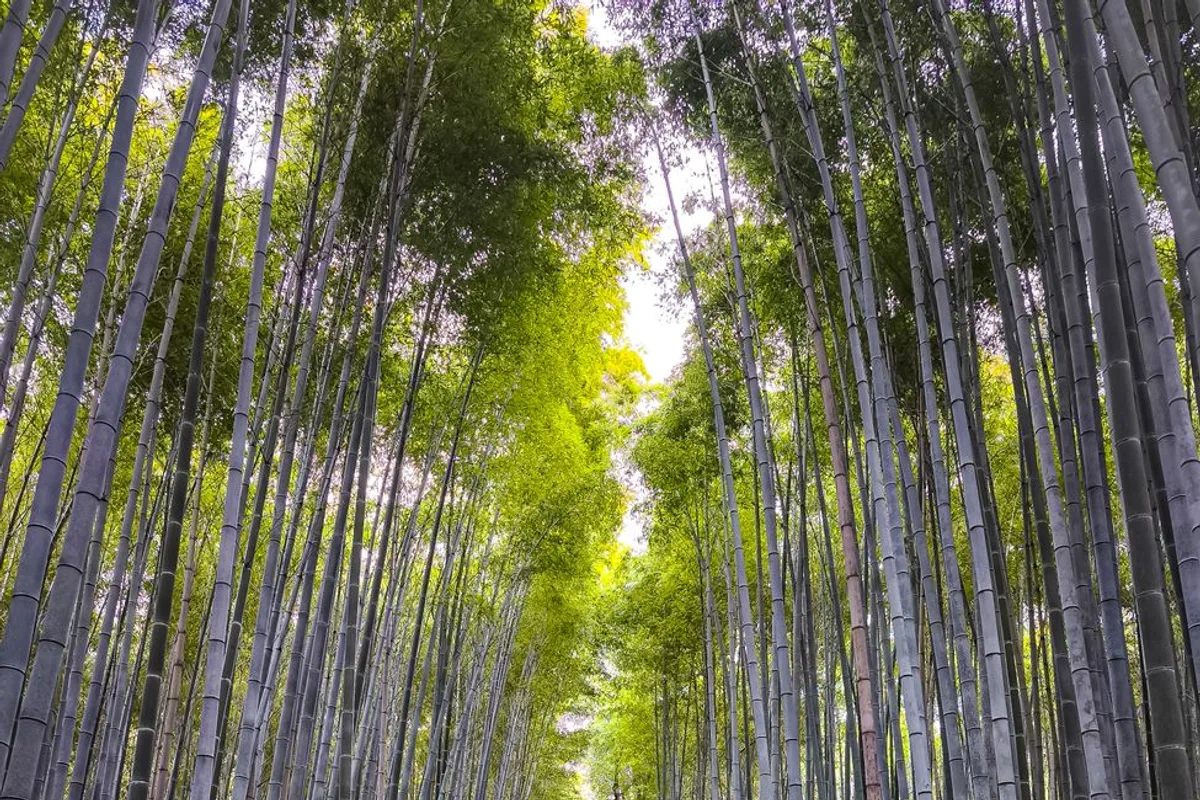 Der Bambushain von Arashiyama mit hohen Halmen, die sich über einen Fußweg wölben